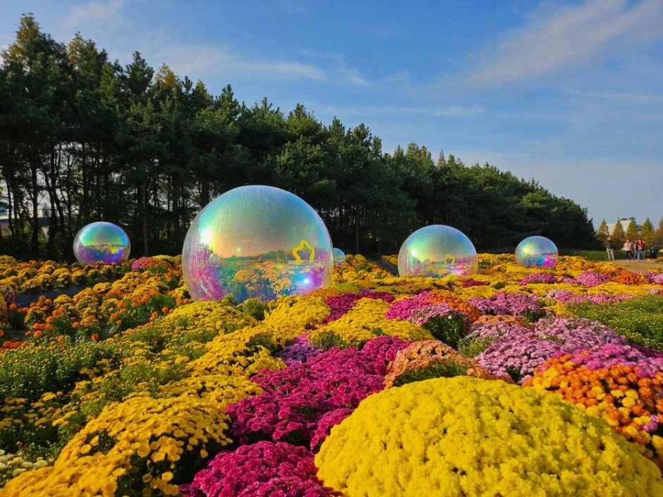 2026 드림파크 국화축제 (1).jpg