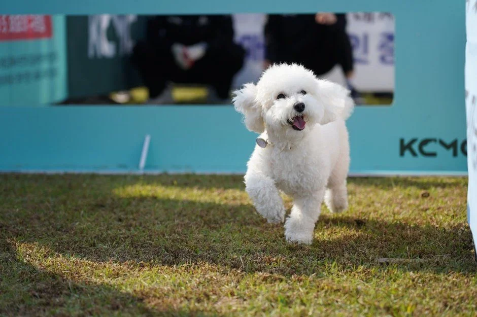 2026 수원특례시 반려동물 한마음축제 (3).jpg