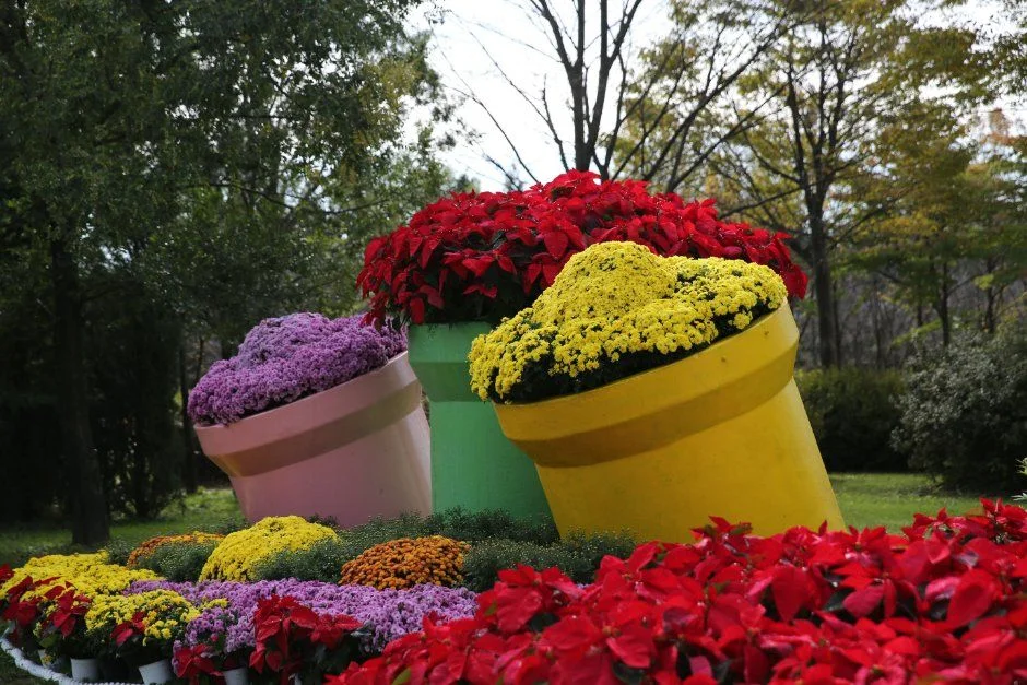 2026 드림파크 국화축제 (9).JPG