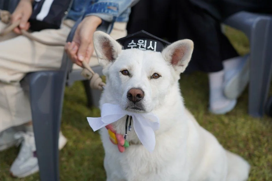 2026 수원특례시 반려동물 한마음축제 (1).jpg
